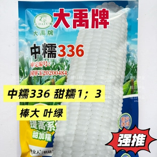 大禹中糯336早熟白甜糯玉米种子高产大棒采收期长甜糯鲜食玉米籽