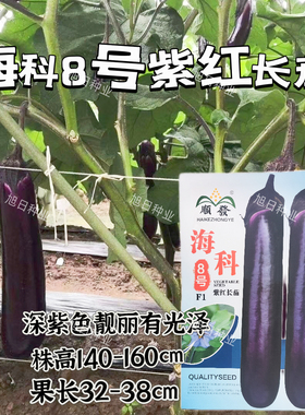 顺发海科8号中熟紫红长茄种子深紫色亮丽果肉白色肉质细嫩产量高