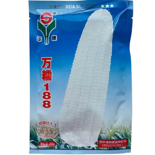 河北华穗万糯2000玉米种子籽孑甜糯比例1比3万糯188甜糯玉米种子