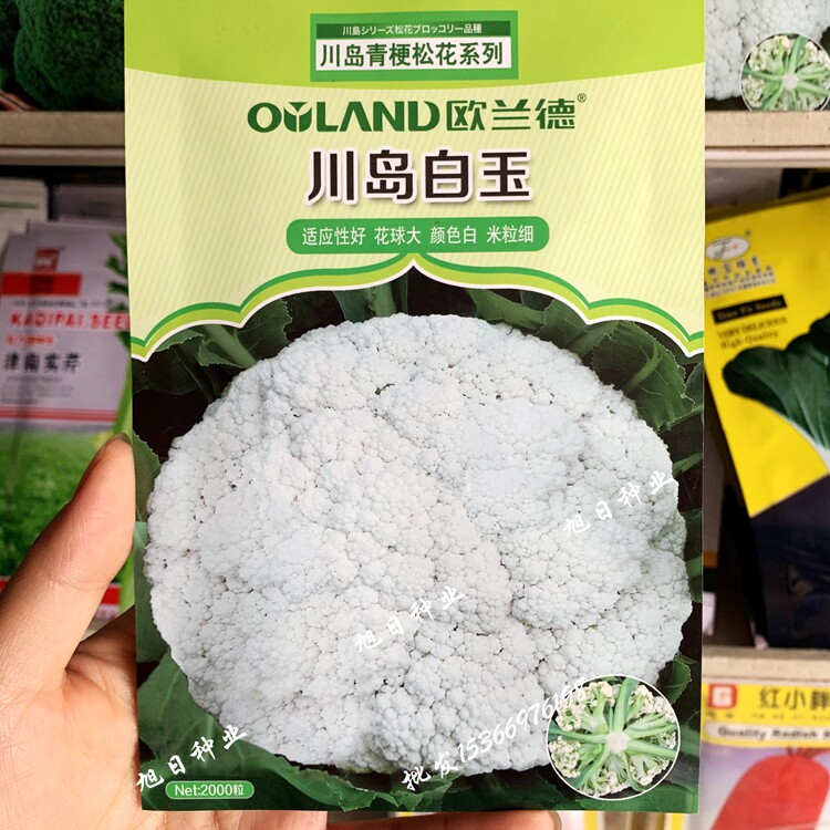蔬菜欧兰德白玉农田新品种花椰菜