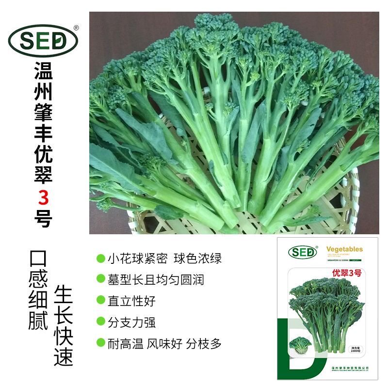 优翠3号西兰苔种子种籽苗秧西兰花苗芥兰菜苗秋天种菜种蔬菜秧苗