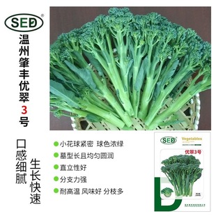 优翠3号西兰苔种子种籽苗秧西兰花苗芥兰菜苗秋天种菜种蔬菜秧苗