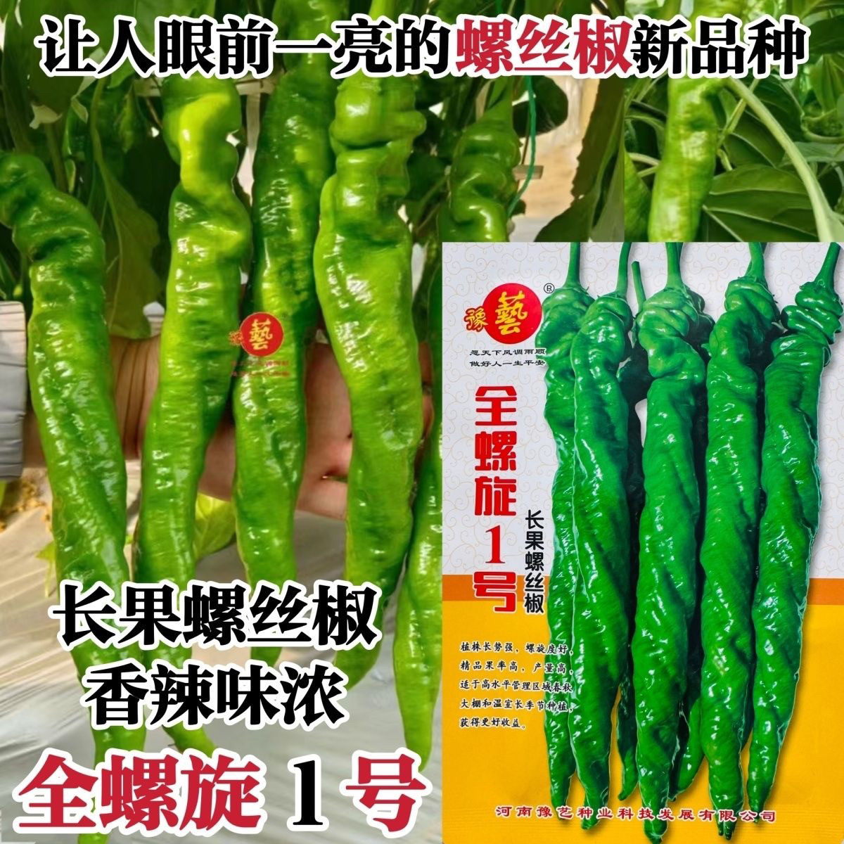 豫艺全螺旋1号螺丝椒种子长果大果陇椒香辣全螺型高秧辣椒种籽孑