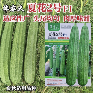 华农大夏花2号杂交肉丝瓜种子耐热早中熟大肉花点丝瓜种子夏秋季