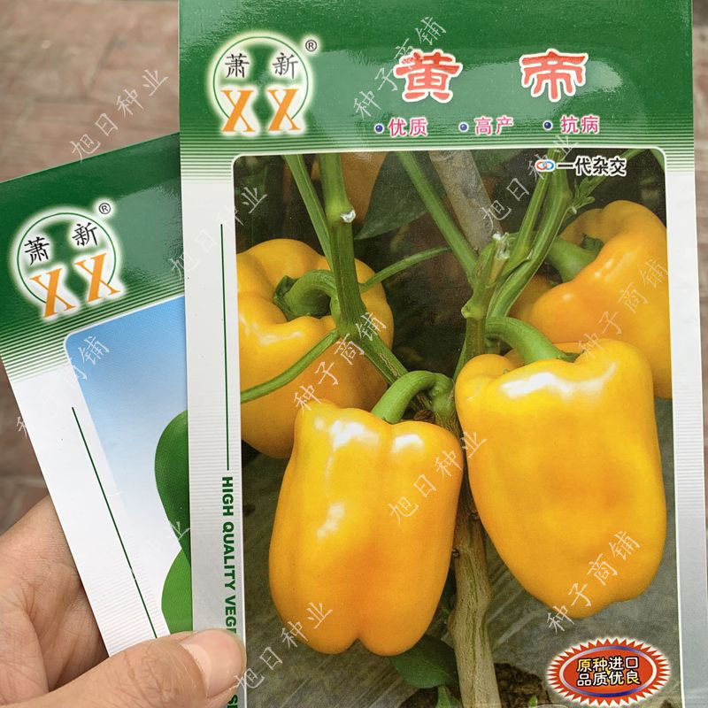 甜椒辣椒种子品种高产蔬菜种孑