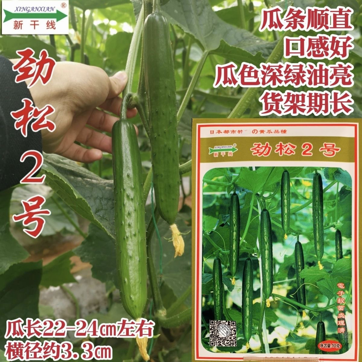 新干线劲松2号黄瓜种子深绿油亮节节瓜强雌春秋季水果黄瓜种籽孑