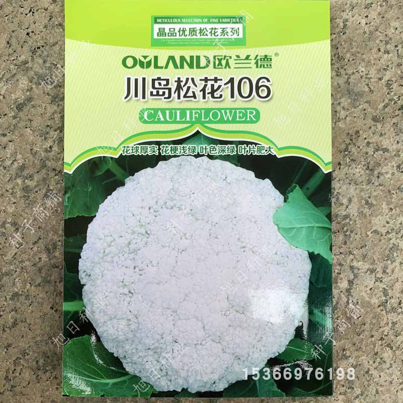 欧兰德青梗松花菜种子 60/80/106耐寒高产抗病进口散花菜种籽