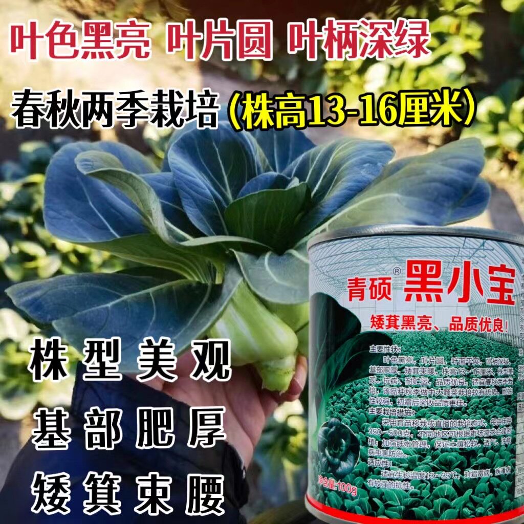 黑小宝黑叶青梗菜种子苏州青种籽矮脚油菜青菜菜籽耐寒秋播籽孑