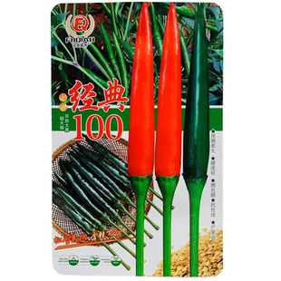 富乔经典100朝天椒种子新品种辣椒种子早熟大果高产泰国朝天椒种