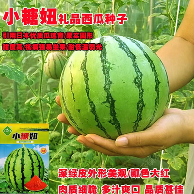 小糖妞小糖丸西瓜种子早熟迷你型薄皮皮超甜高糖精品西瓜种籽孑