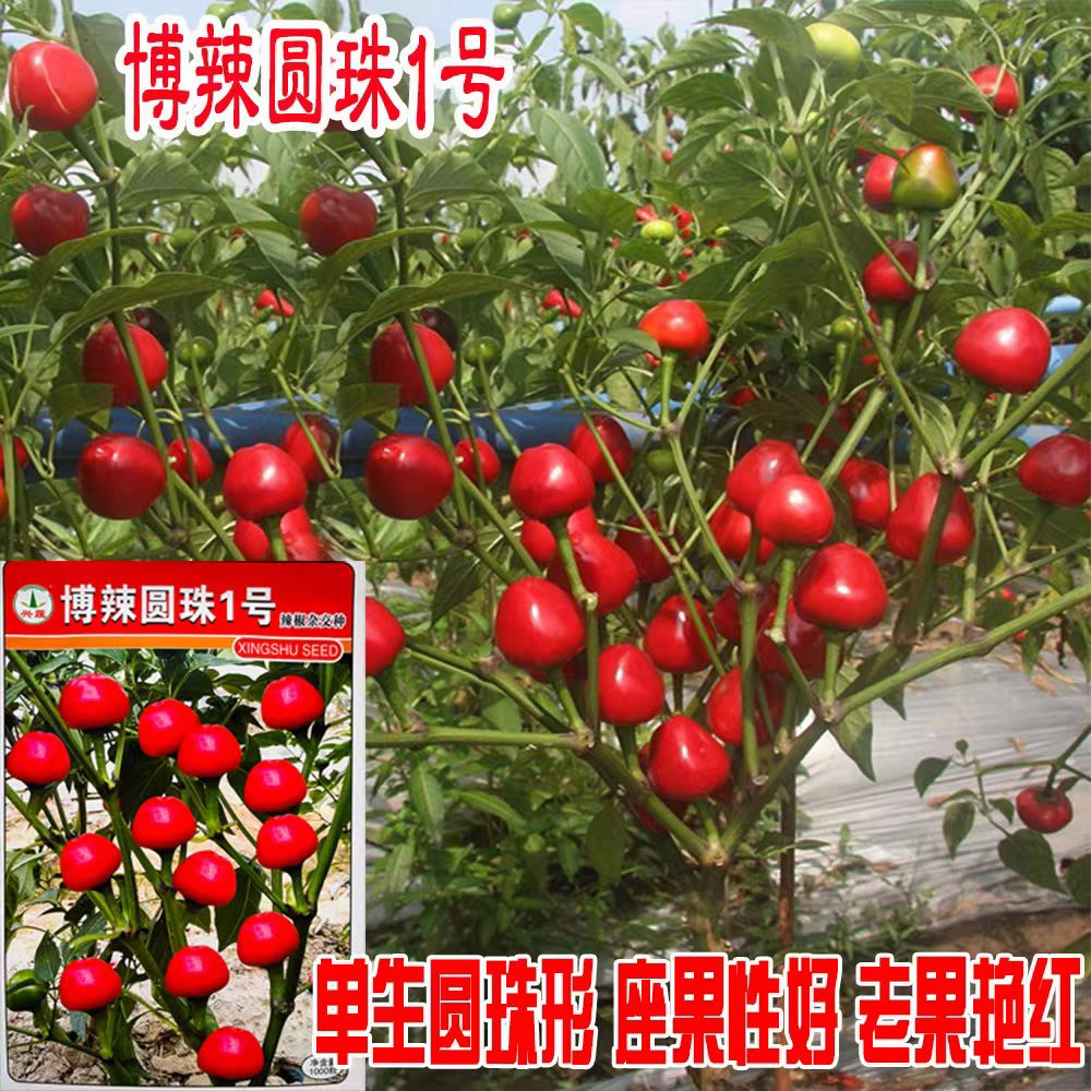 博辣圆珠1号辣椒种子 鲜红浓辣草莓椒圆泡椒 泡制加工辣椒种籽孑