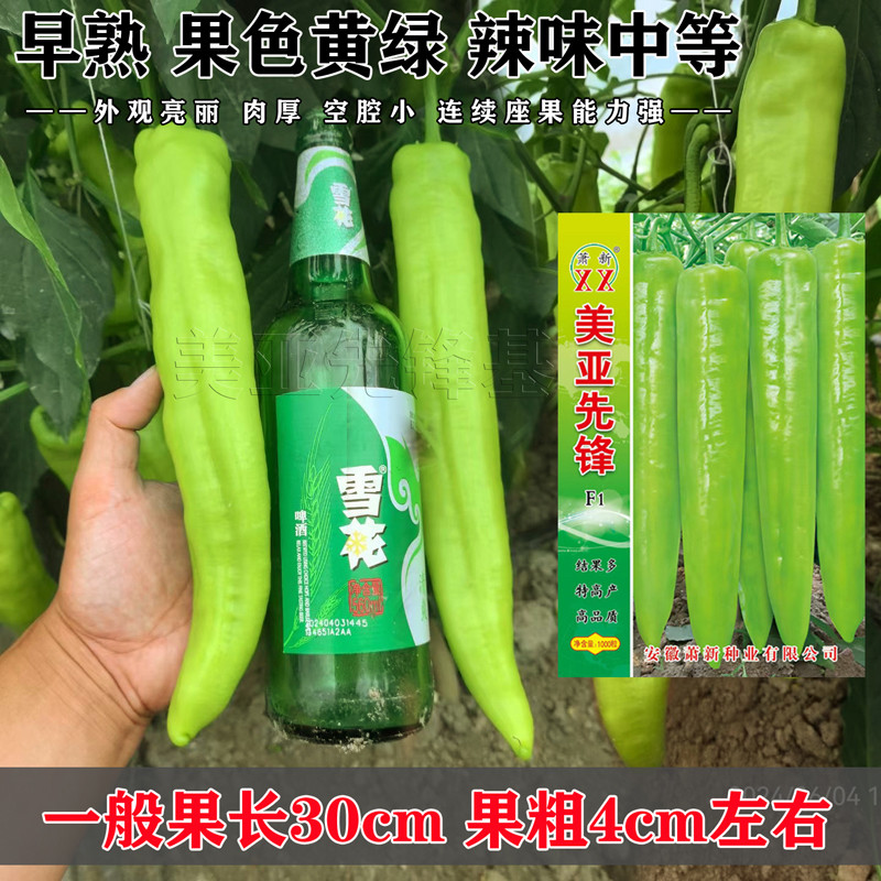萧新亚美先锋辣椒种子皮薄肉厚辣味中皇剑大果黄绿皮辣椒种籽种孑