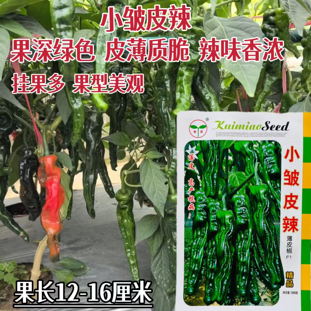 奎苗小皱皮辣椒种子薄皮椒高产果深绿微超辣抗病丰产春秋季辣椒种