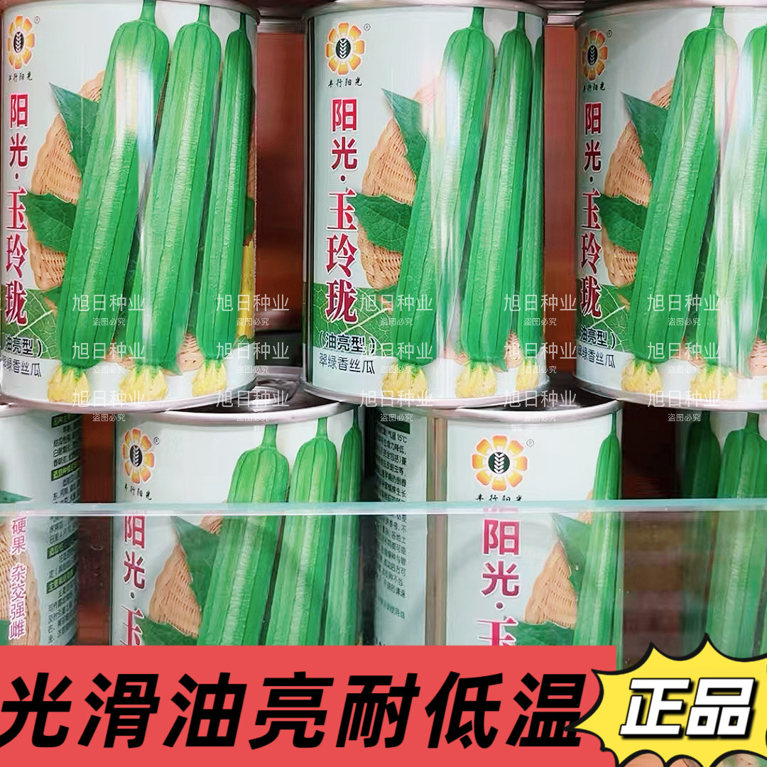 阳光玉玲珑丝瓜种子早熟短棒油亮丝瓜种籽抗病高产耐低温丝瓜种孑