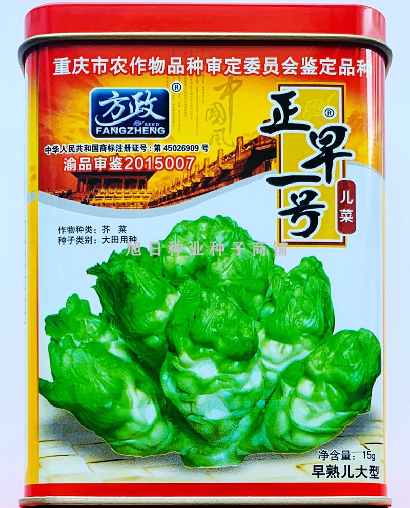 方正不开花脆嫩好吃儿菜高产