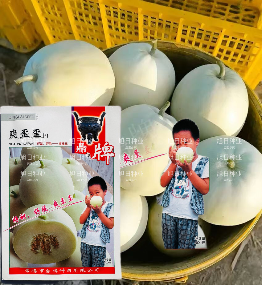 鼎牌爽歪歪甜瓜种籽孑早熟果肉润白酥脆白皮甜瓜种子香甜脆爽高产