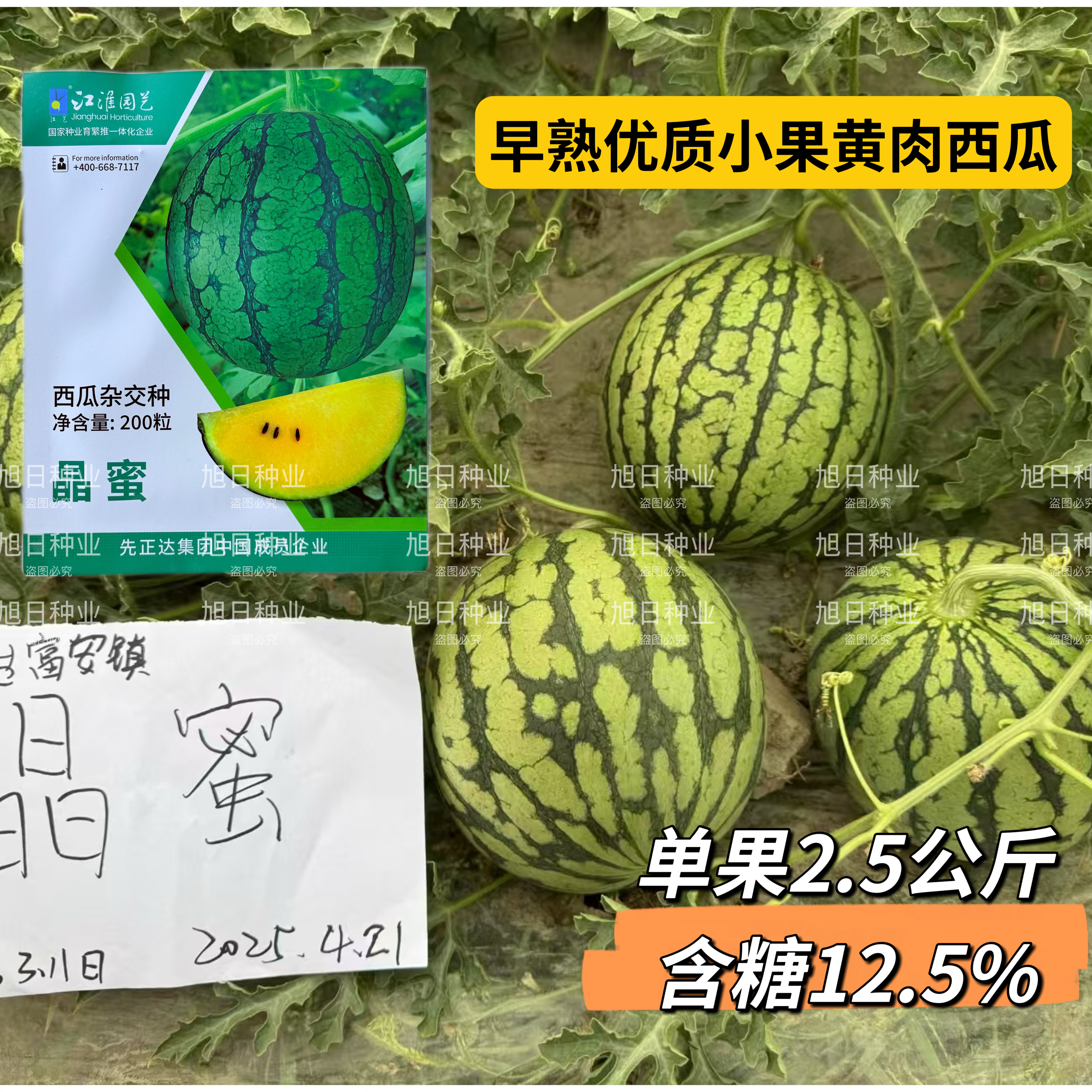 江淮晶蜜西瓜种子早熟黄肉礼品西瓜种籽耐裂耐高温高糖度春夏季播