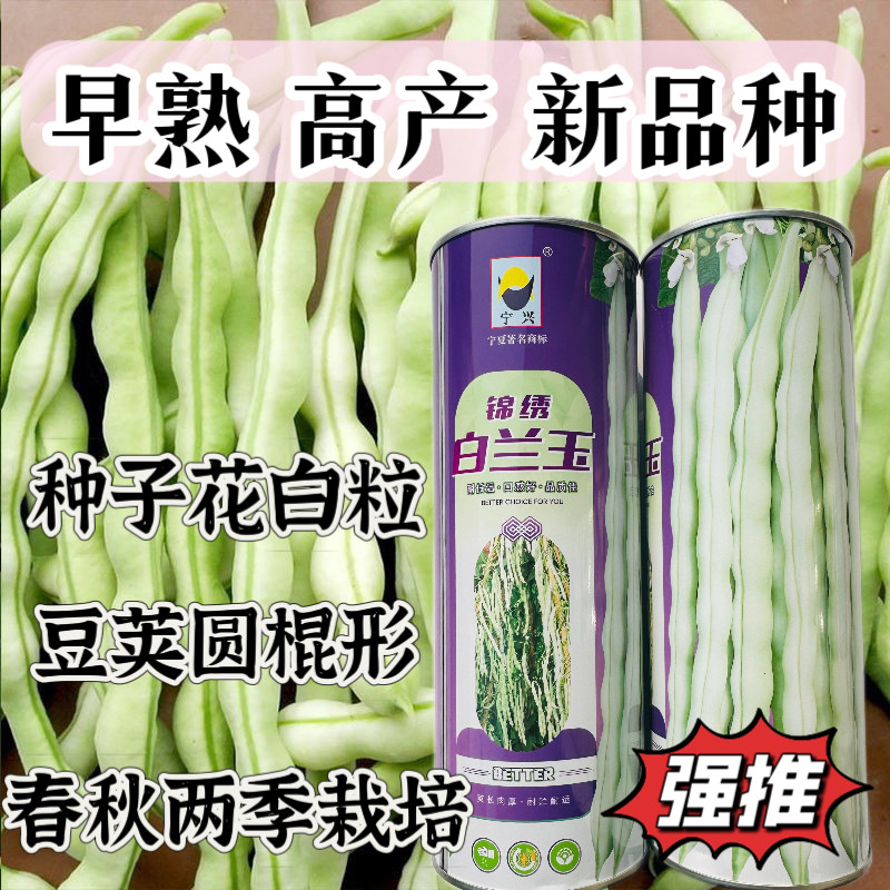 锦绣白兰玉九粒白芸豆种子白色四季豆高产比老来少好春秋两季栽培