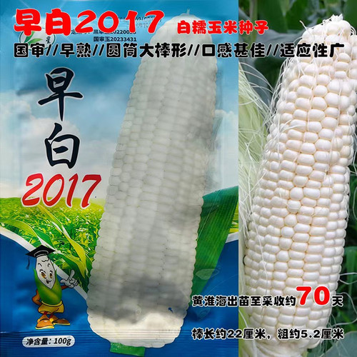 早白2017玉米种子大棒东北黏玉米粘糯香甜国审糯玉米种子非转基因