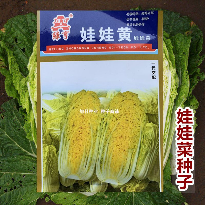 中农绿亨娃娃菜种子黄心迷你小型大白菜籽口感鲜嫩秋季播蔬菜种孑图片