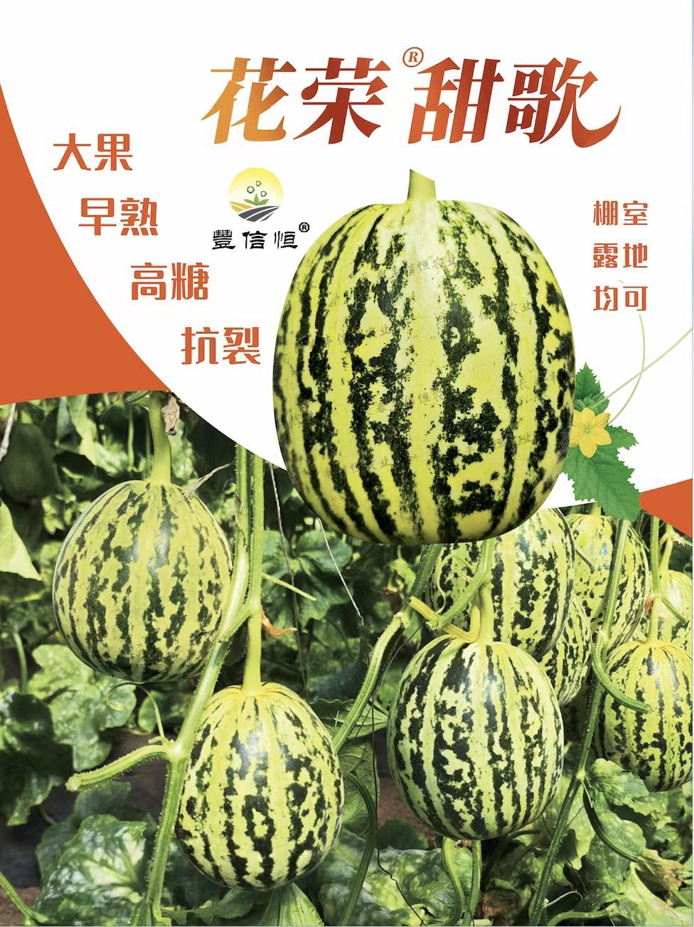 花荣甜歌甜瓜种子中早熟高产抗病冰糖花皮绿肉高糖甜瓜香水果籽孑