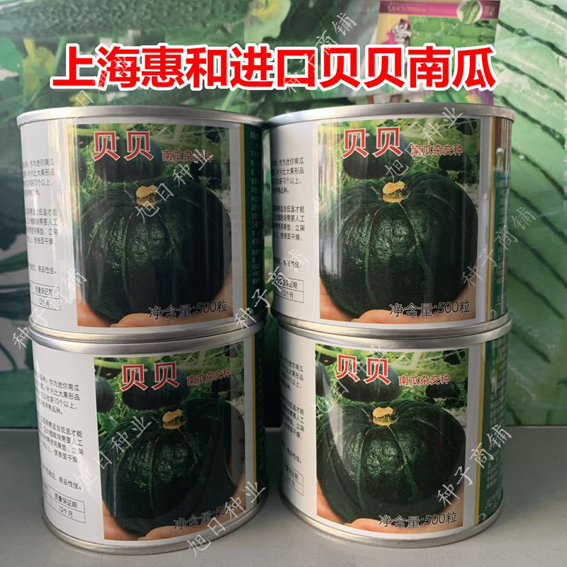 上海惠和迷你贝贝一号南瓜种子板栗味口感粉糯春四季蔬菜种籽苗孑