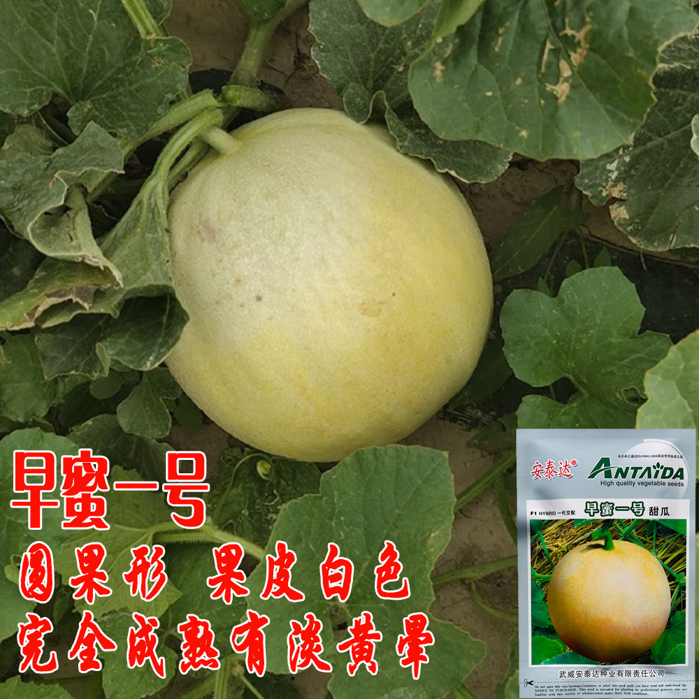 安泰达早蜜一号白皮甜瓜种子超甜早熟高产肉白色白甜瓜香瓜种籽孑