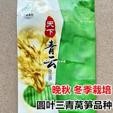 天下青云耐寒圆叶莴笋蔬菜种子晚秋越冬春季三青莴苣菜籽香笋种孑