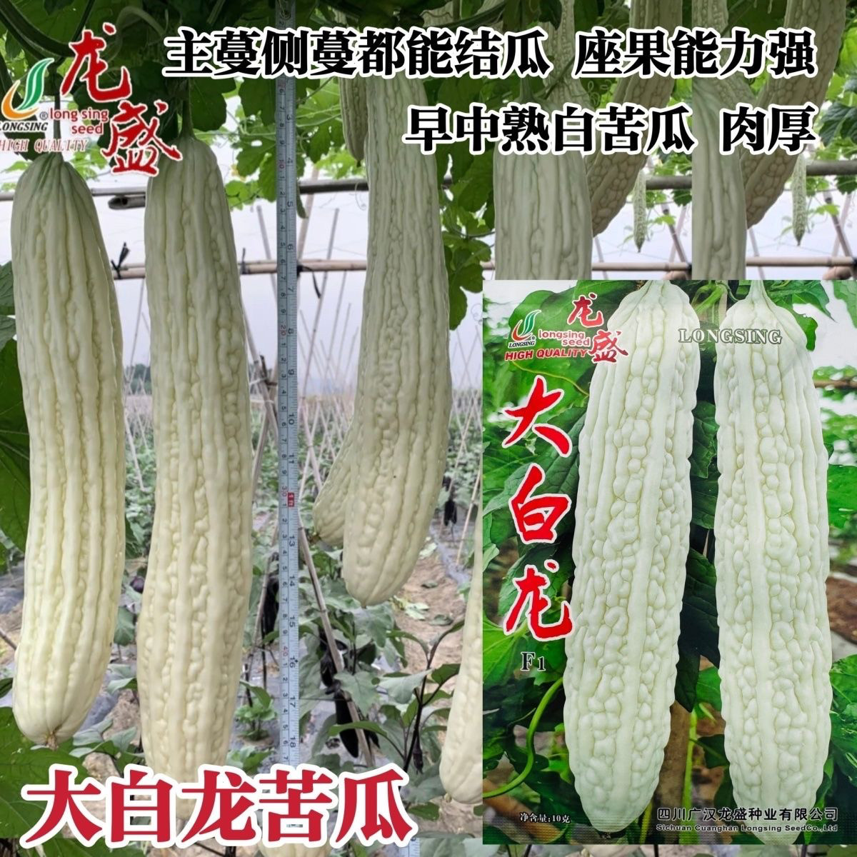 龙盛大白龙白苦瓜种子特长苦瓜种籽座果能力强肉厚杂交长白苦瓜孑