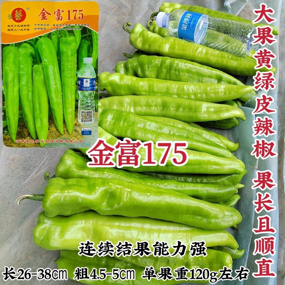 豫艺金富175大果黄绿皮辣椒种子