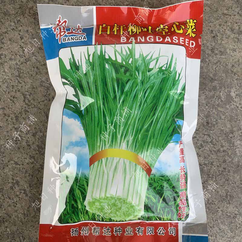 蔬菜细叶白杆春夏南方四季空心菜