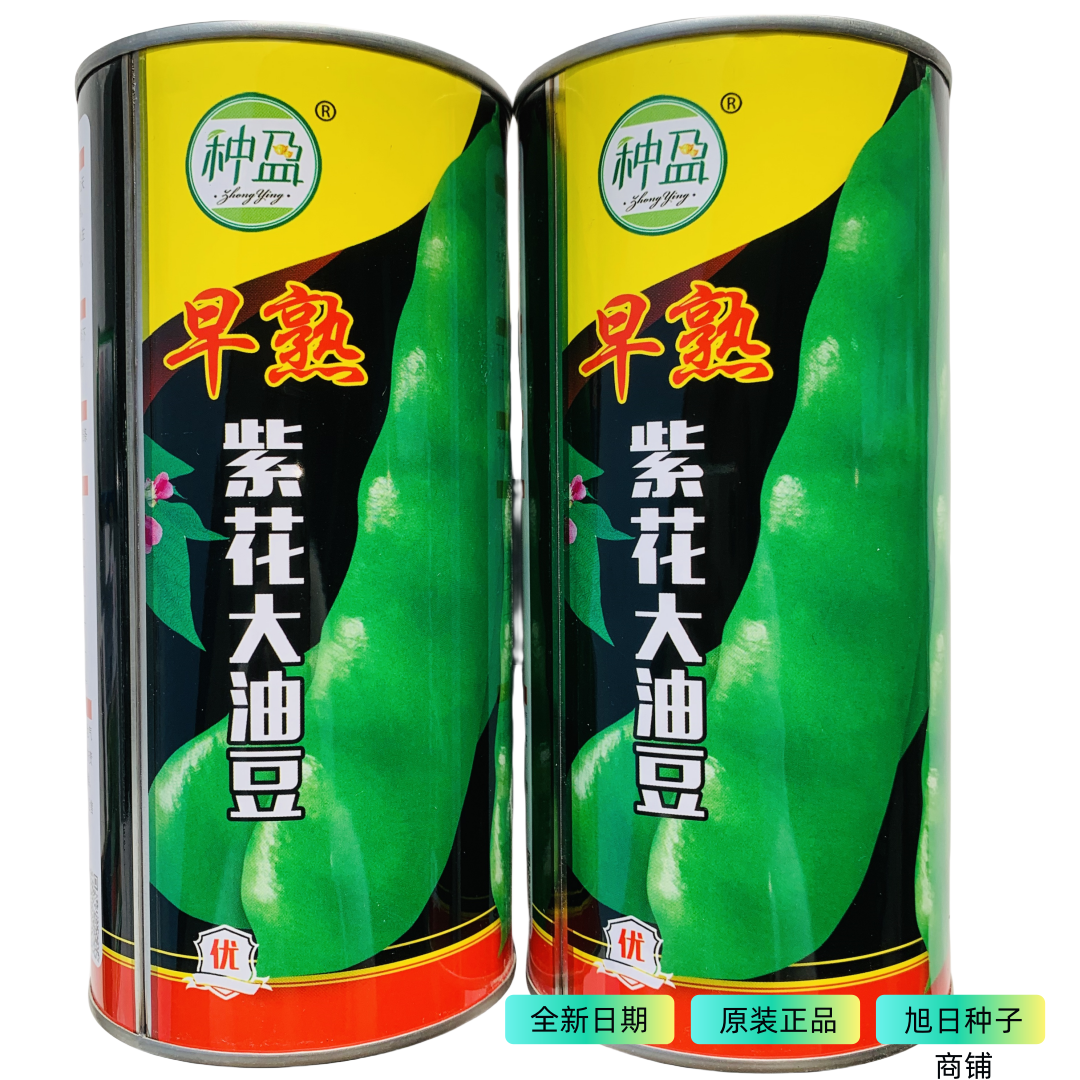 早熟紫花大油豆种子东北露地大棚豆角种子豆荚深绿油亮大宽荚油豆