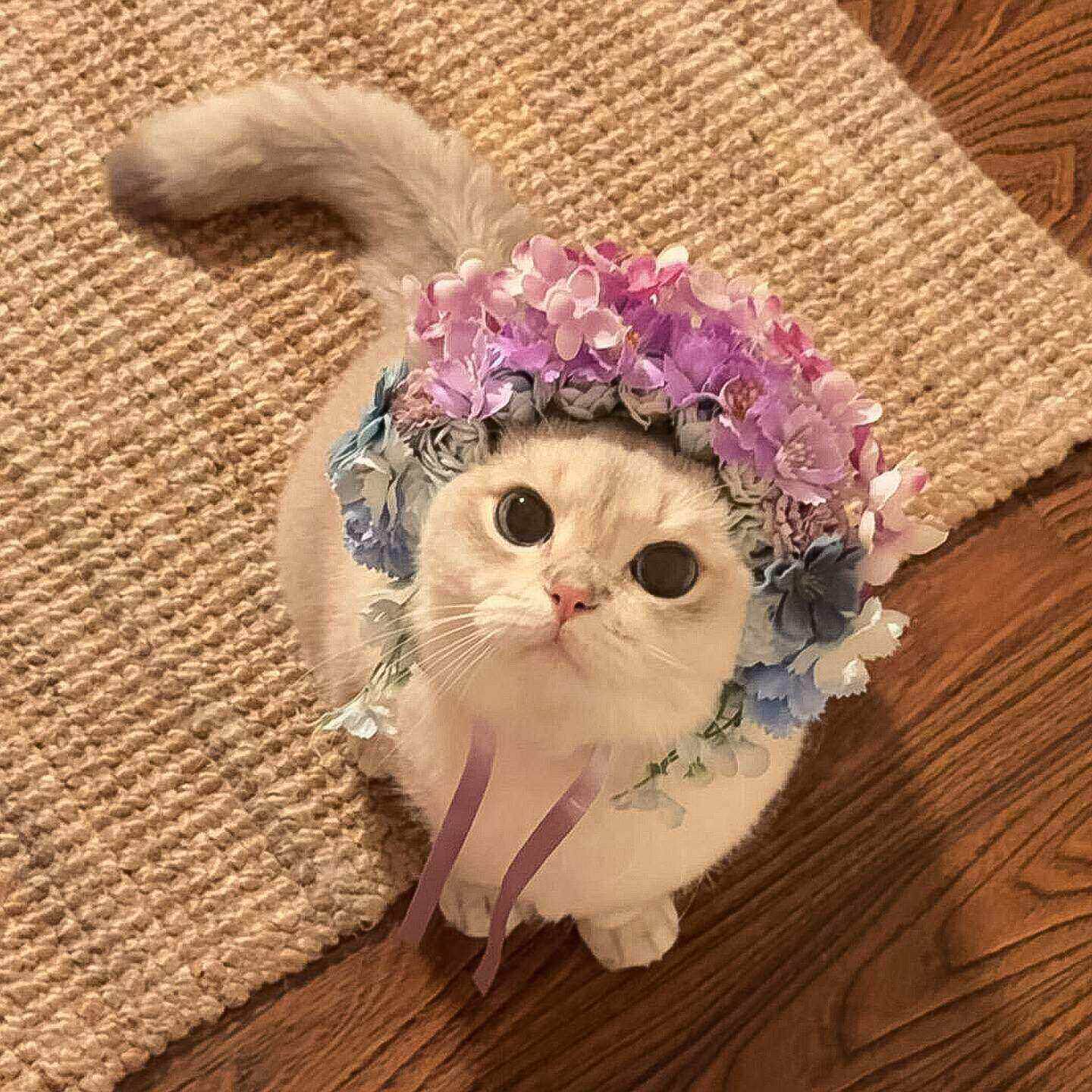 宠物簪花猫咪头饰创意高