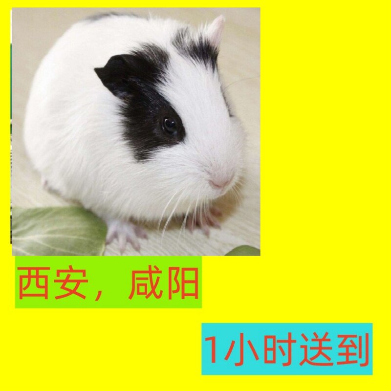 荷兰猪活物宠物荷兰鼠天竺鼠活体豚鼠宝宝幼崽包活包邮