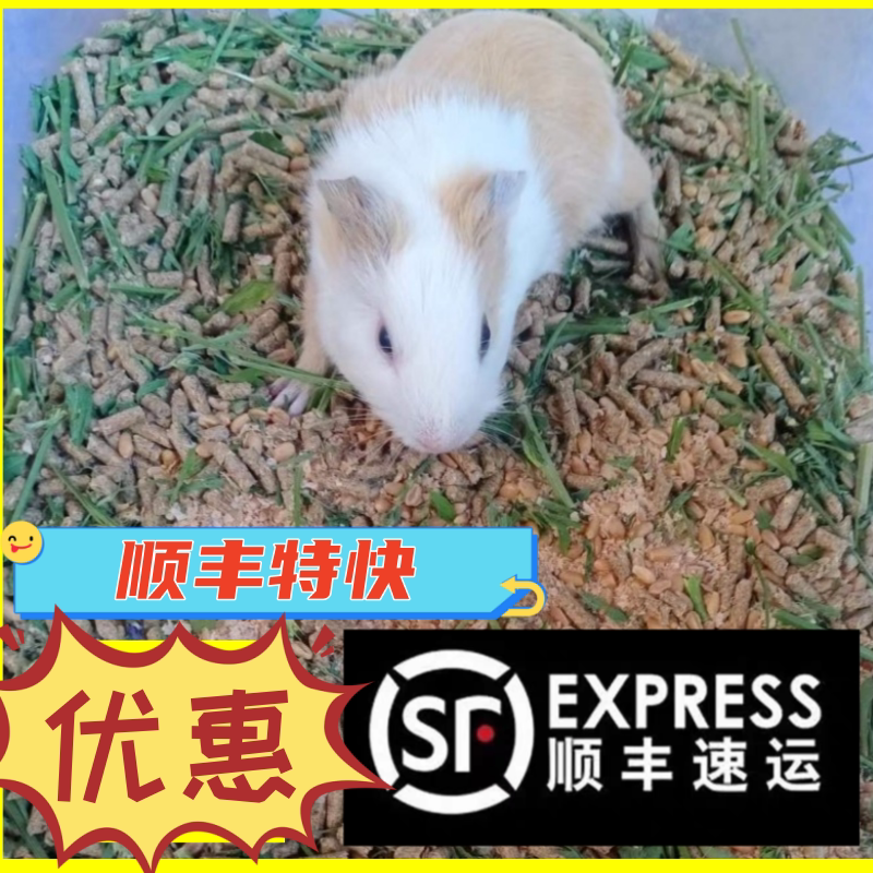 自家繁殖宠物荷兰猪活体荷兰鼠豚鼠活物宝宝天竺鼠可爱健康包活