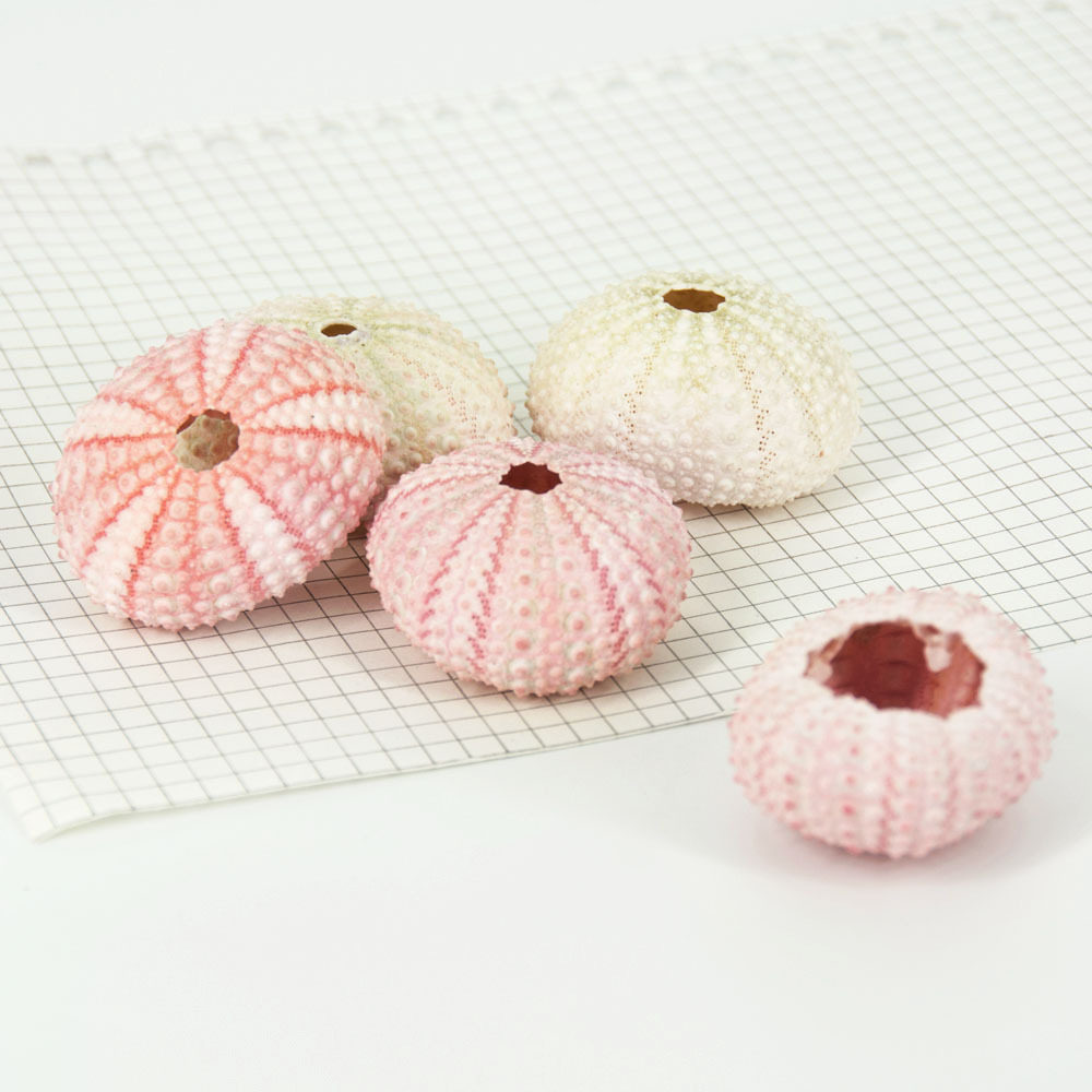 海胆壳 海胆标本空气凤梨花盆 装饰地台贝壳海螺壳工艺品