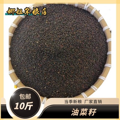 十斤新鲜油菜籽优质芙蓉鸟饲料