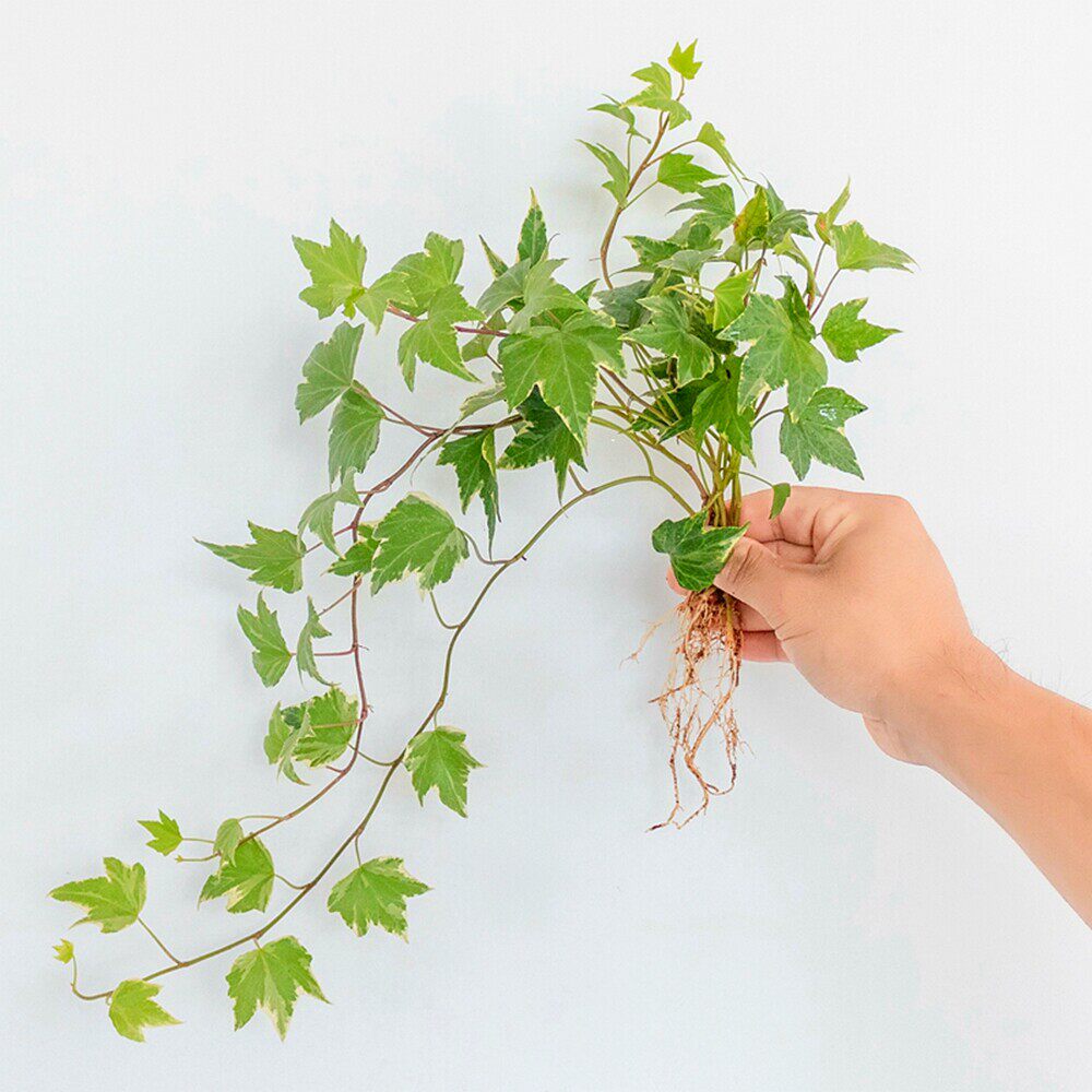 金边常青藤水培绿植背景墙花苗庭水培绿植