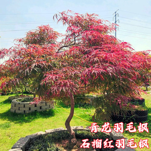 垂枝石榴红羽毛枫青龙羽毛枫树庭院别墅风景树流泉枫日本红枫树苗