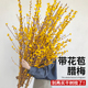 腊梅鲜花鲜切花客厅水养干枝蜡梅花卉年宵花懒人水培植物花束摆件