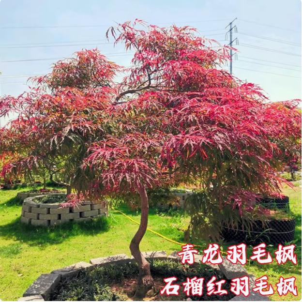 风景树庭院日本耐寒盆栽青龙图片