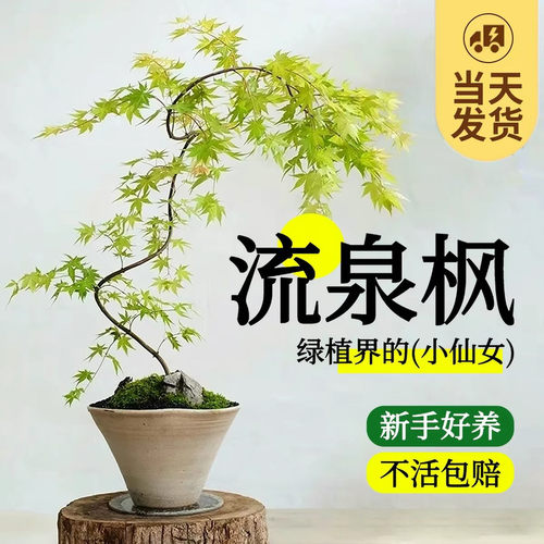流泉枫室内绿植盆栽好养护