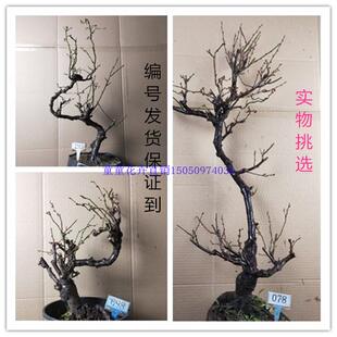 龙游梅盆栽盆景红梅老桩腊梅花绿梅白梅树苗庭院阳台花卉耐寒植物