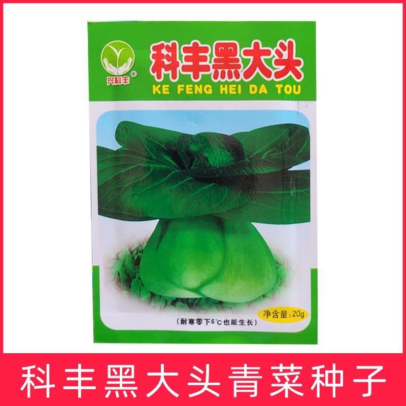 科丰黑大头青菜种子青梗菜种子小青菜种籽耐寒嫩鲜春秋蔬菜孑浙江
