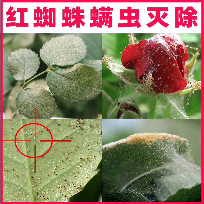 玫瑰月季花专用杀虫剂茉莉花红蜘蛛药打辣椒虫的药打虫药植病虫害