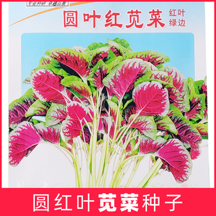 圆红叶苋菜种子绿边蔬菜种籽高产春夏四季阳台盆栽农家乐基地浙江