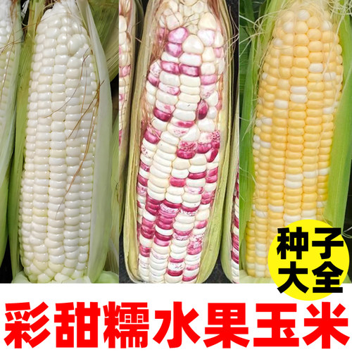 彩甜糯水果玉米种子超甜生吃鲜食早熟高产蔬菜种籽大全包邮浙江