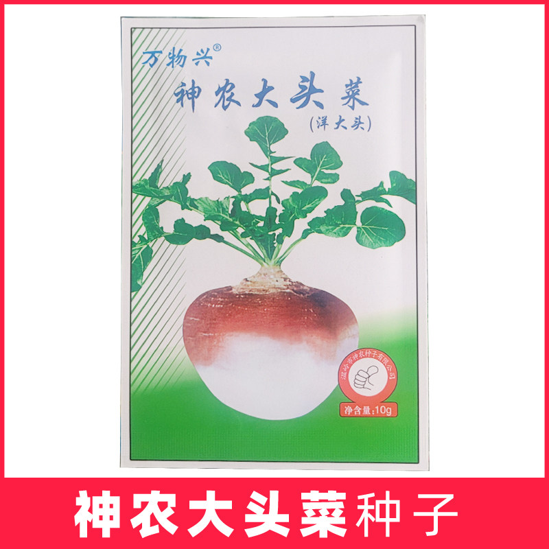 万物兴温岭洋大头菜种子神农光头甜菜种子辣疙瘩种盘菜籽蔬菜孑