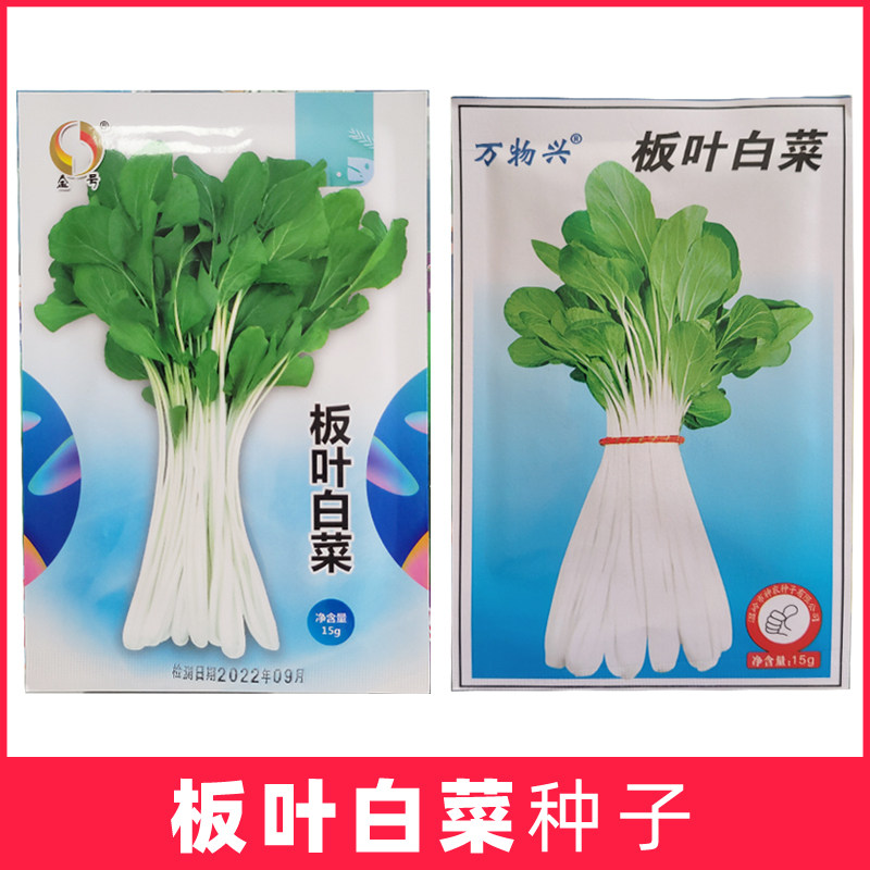台州万物兴板叶白菜种子