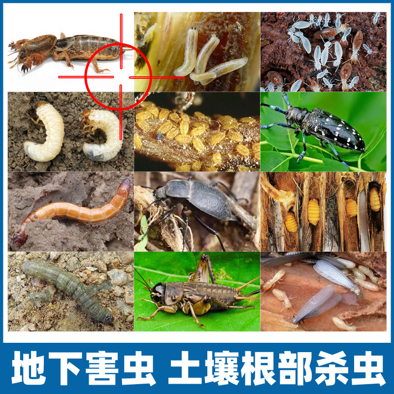 花卉小黑飞土壤杀虫剂
